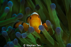 Clownfish with green anemone. by Stephen Tan 